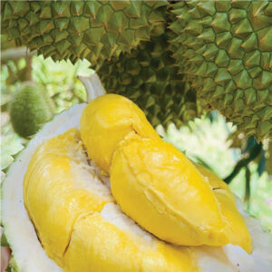 Sầu-riêng-musang-king