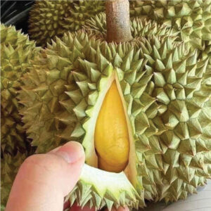 Saurieng_monthong
